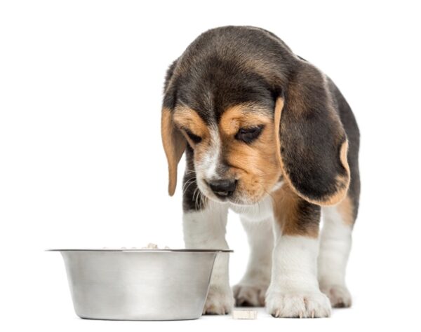 L’alimentazione di un Beagle: scegliere il cibo migliore