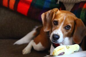 giocare con il beagle