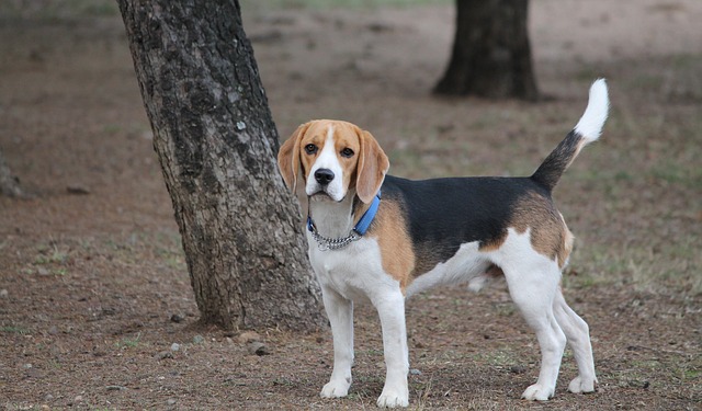 Linguaggio corpo Beagle