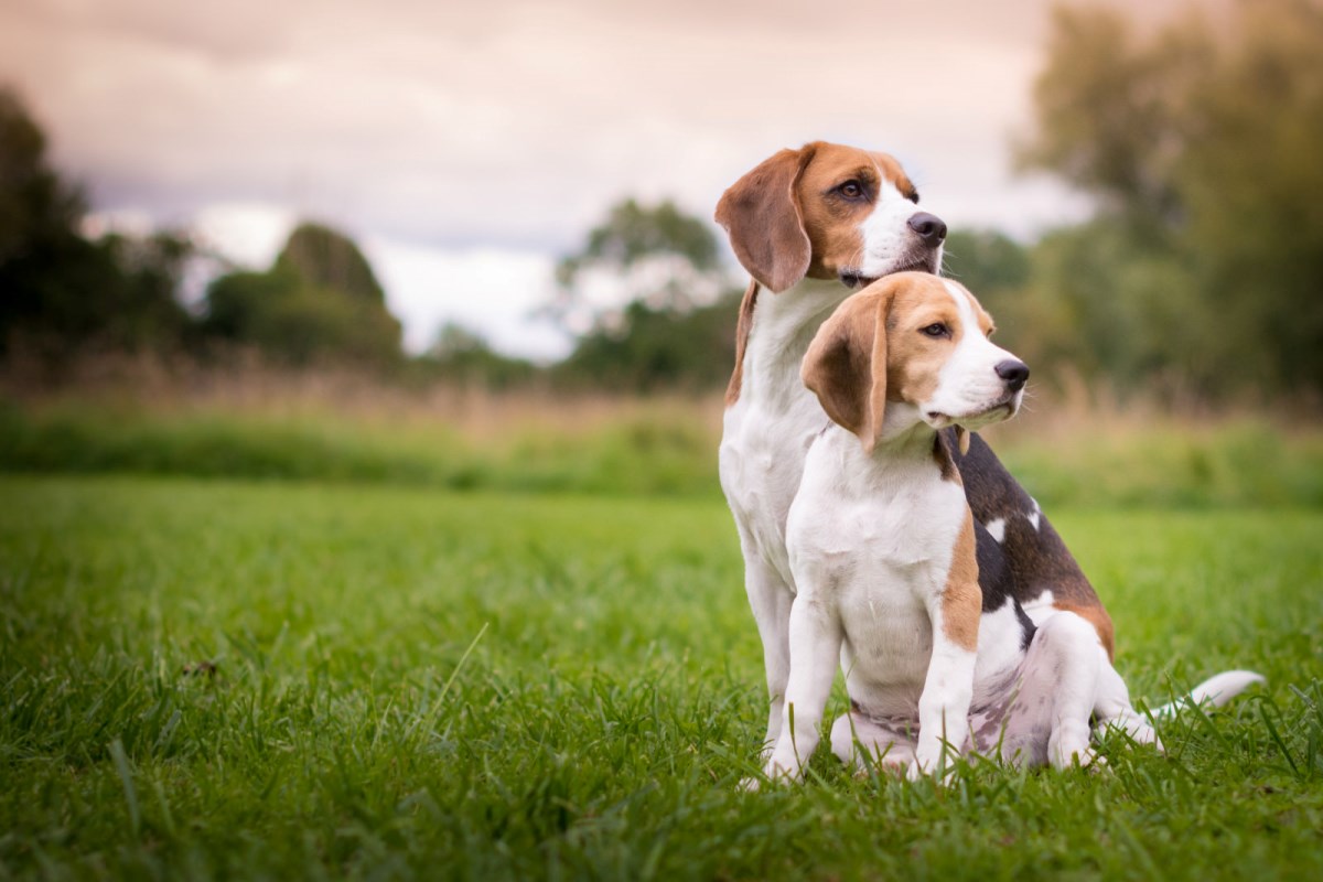 Pulci, zecche e flebotomi: guida ai più comuni parassiti del cane