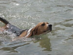Beagle mare