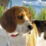 antiparassitario beagle